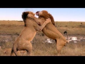 Lion Vs Jaguar – Wild Animals Documentary National Geographic 2018 – Wild Discovery Animals