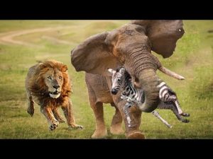 Wild Discovery Animals 2019 – Brave Elephant Helps Zebra Calf Escape From The Lions