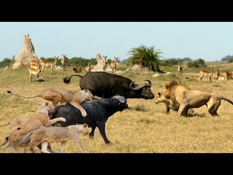 Discovery Wild Animal Fights | 2 Buffalo vs 10 Lion, Hyena & Wild dogs attacks Deer – Baboon,tiger..