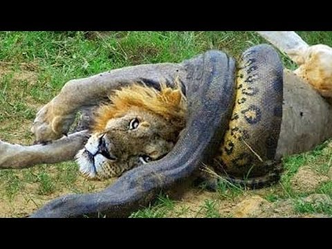 Wild Discovery Animals – Craziest Animal Fights Caught On Camera! Animals Documentary 2018