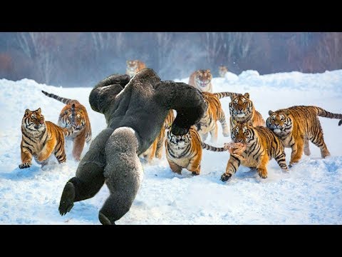 Wild Discovery Animals – Most Amazing Moments Of Wild Animal Fights –  Animals Documentary BBC 2018