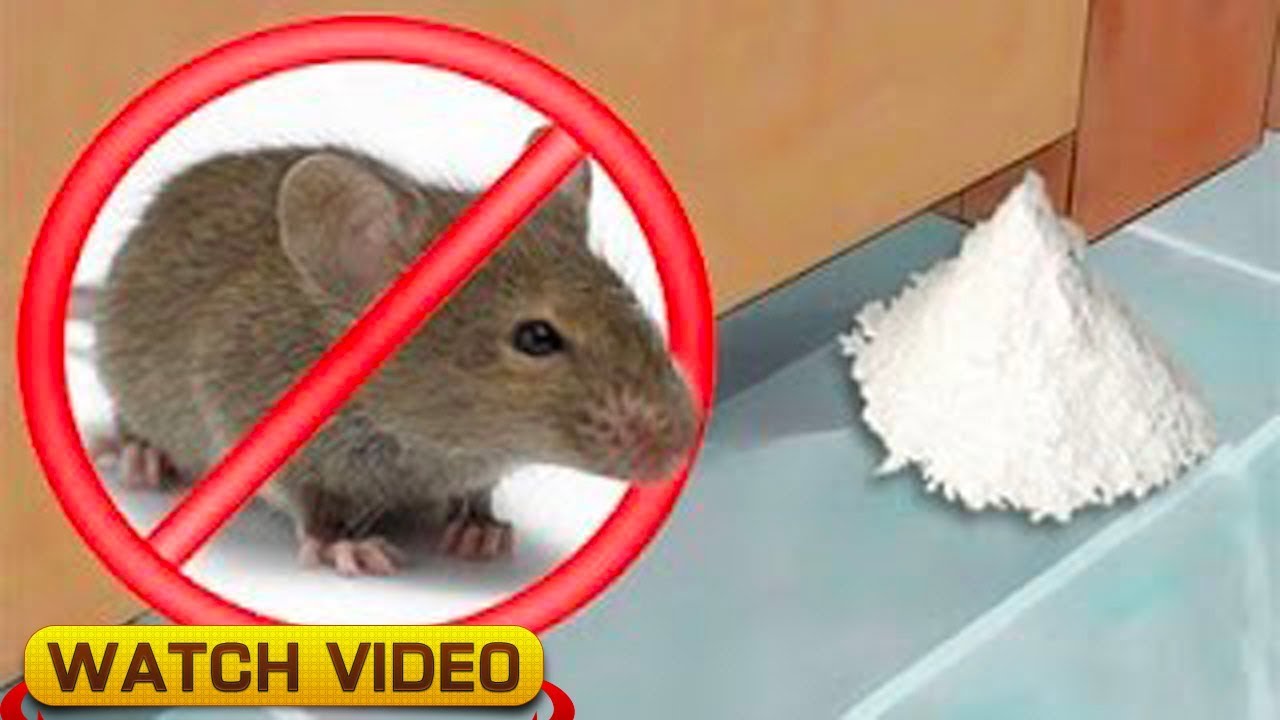 How To Get Rid Of Mice Forever I In all Natural Way!