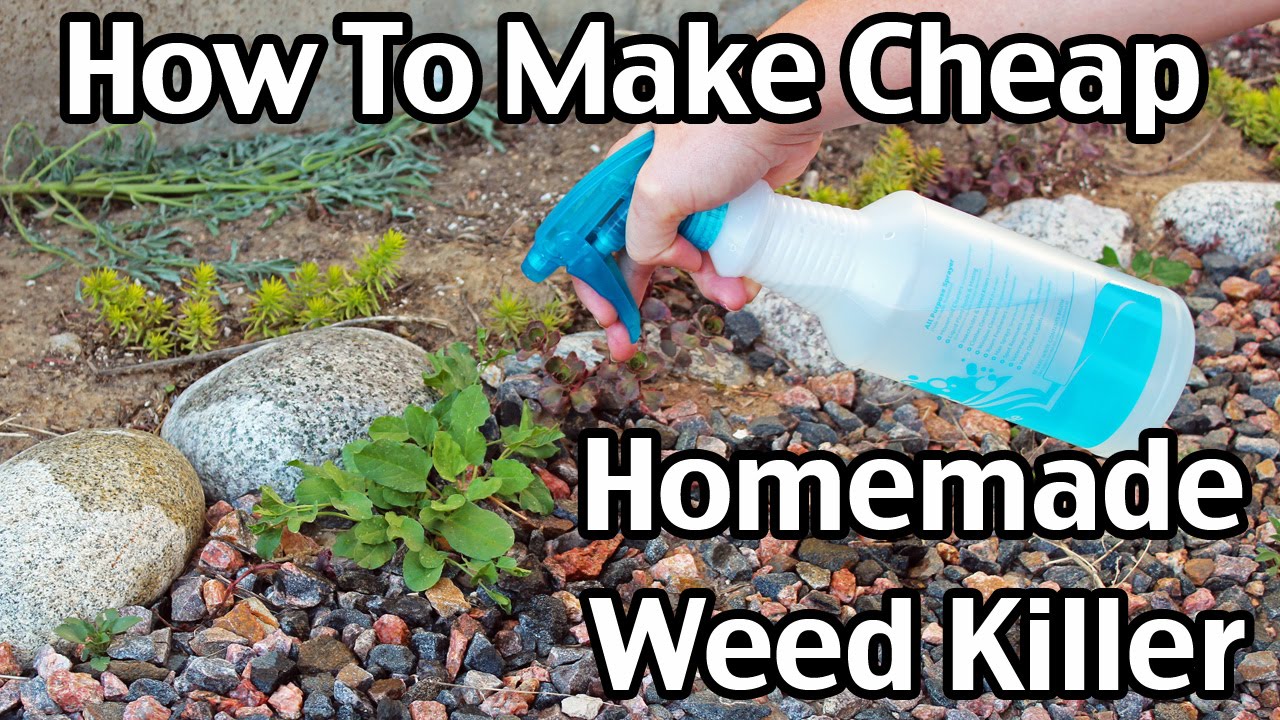 Homemade Weed Killer – How to Make Vinegar Weed Killer That Works