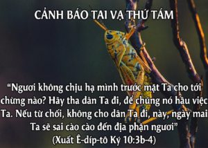 TAI VẠ THỨ TÁM: CÀO- CÀO