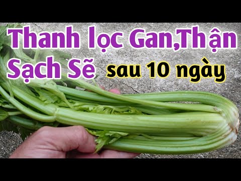 Loại rau thanh lọc Gan Thận tốt nhất. PHAN HẢI channel