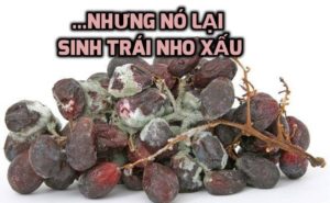 Nhưng nó lại sinh trái nho xấu